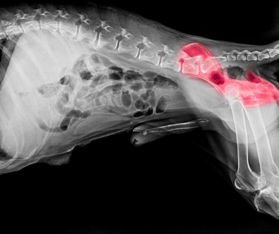 Como reconocer la displasia de cadera en perros