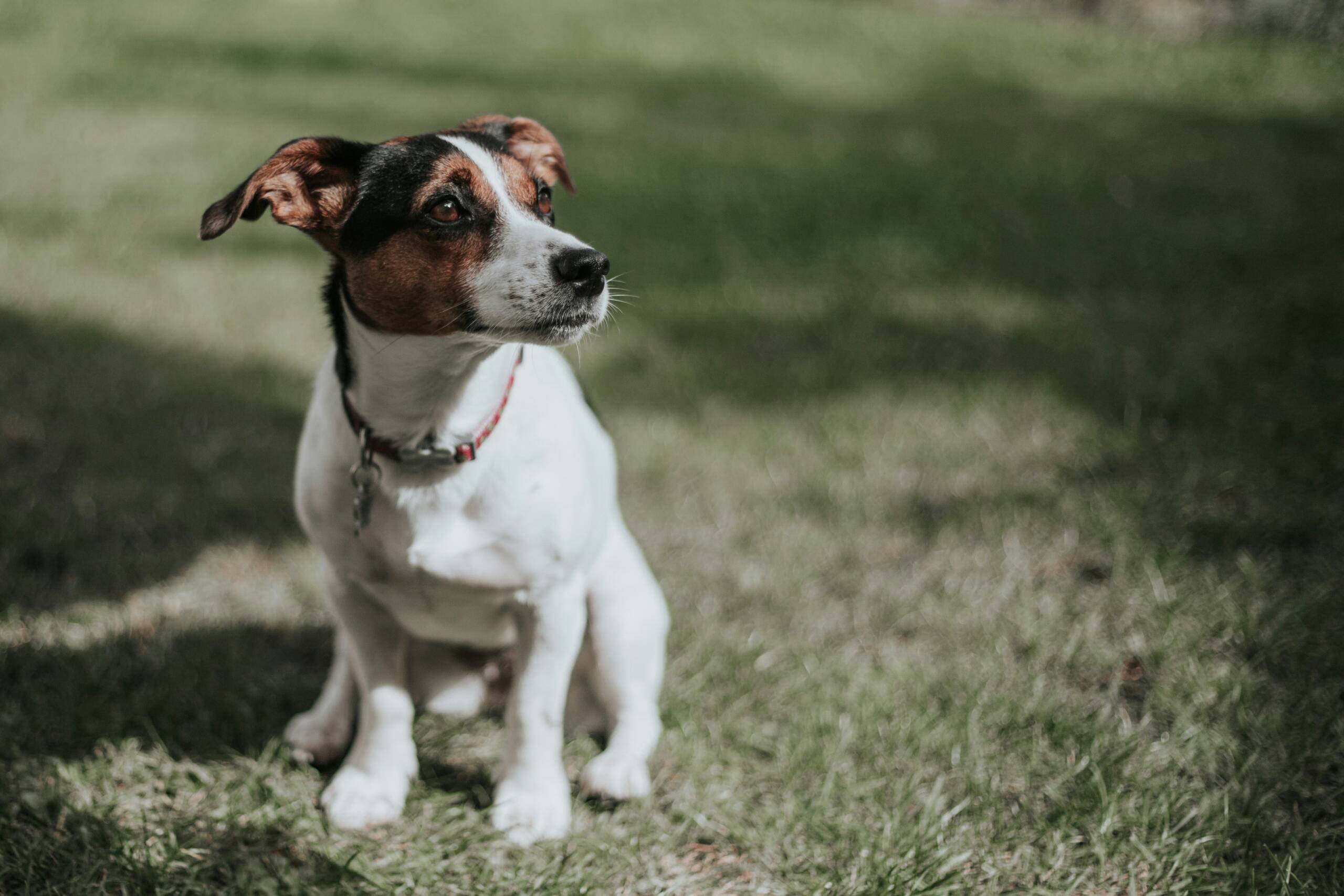 Dónde estudiar cursos de Veterinaria en España