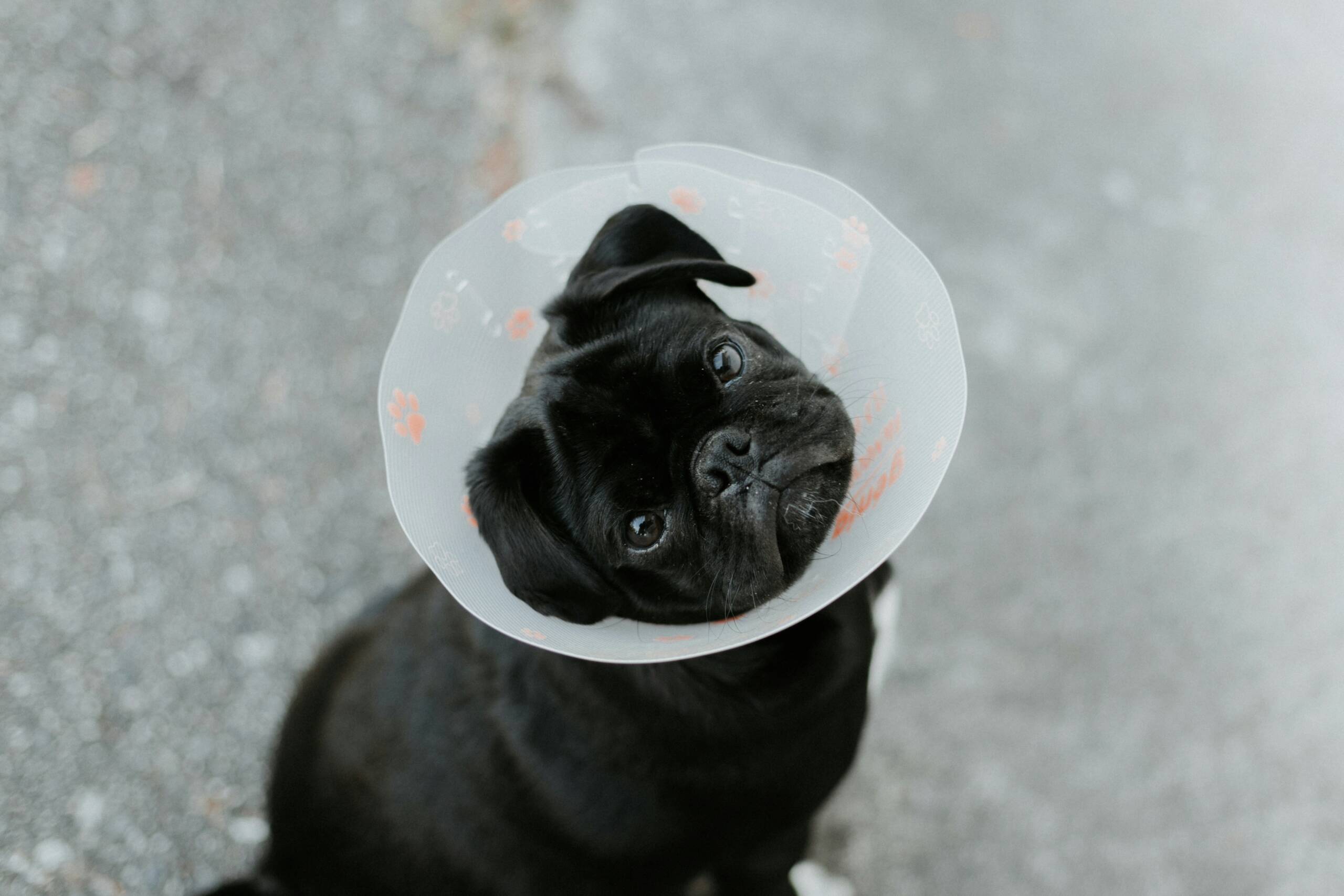 Cuánto Cobra un Auxiliar de Veterinaria: Salarios, Factores y Comparativas