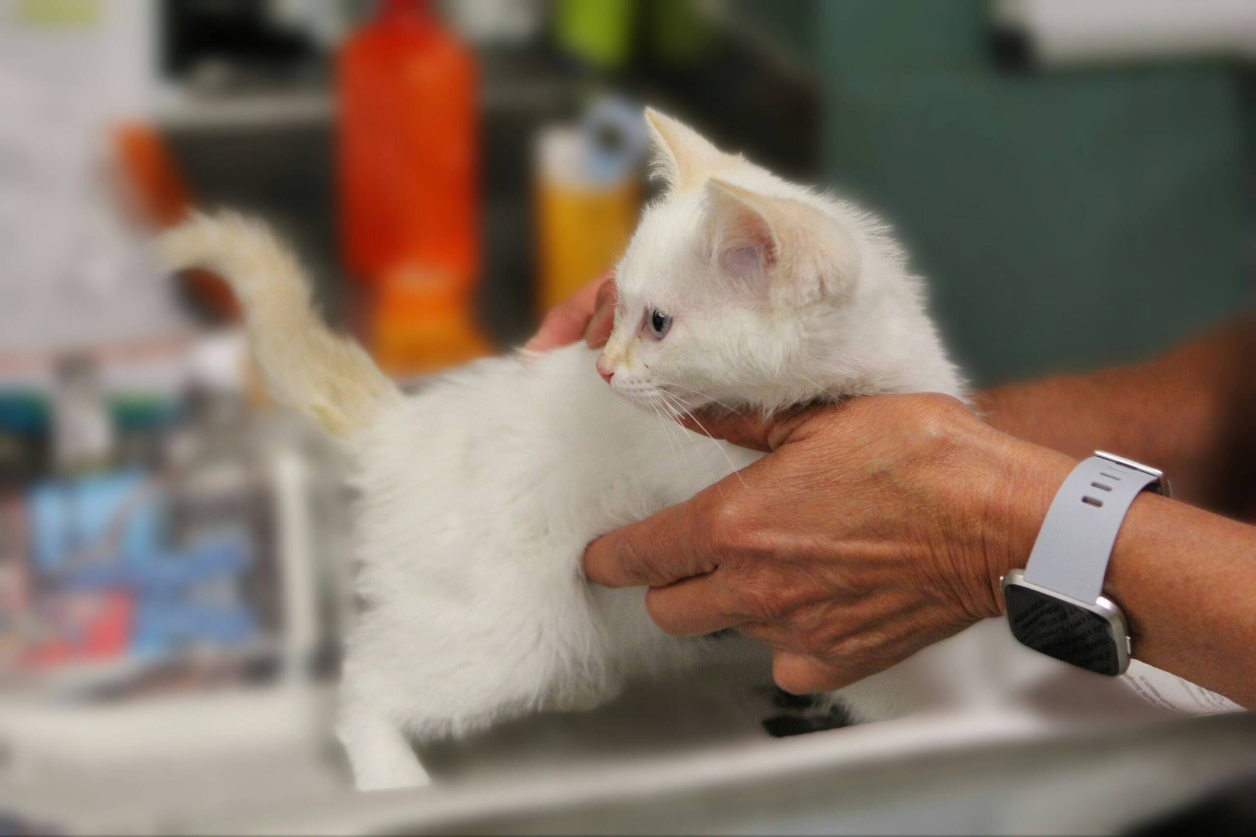Ventajas de estudiar cursos formativos en veterinaria