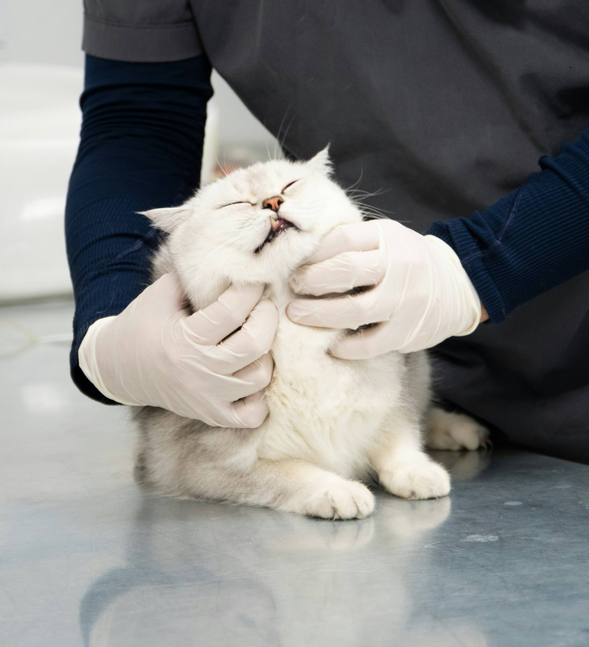 Salidas Auxiliar de Veterinaria: Oportunidades Profesionales