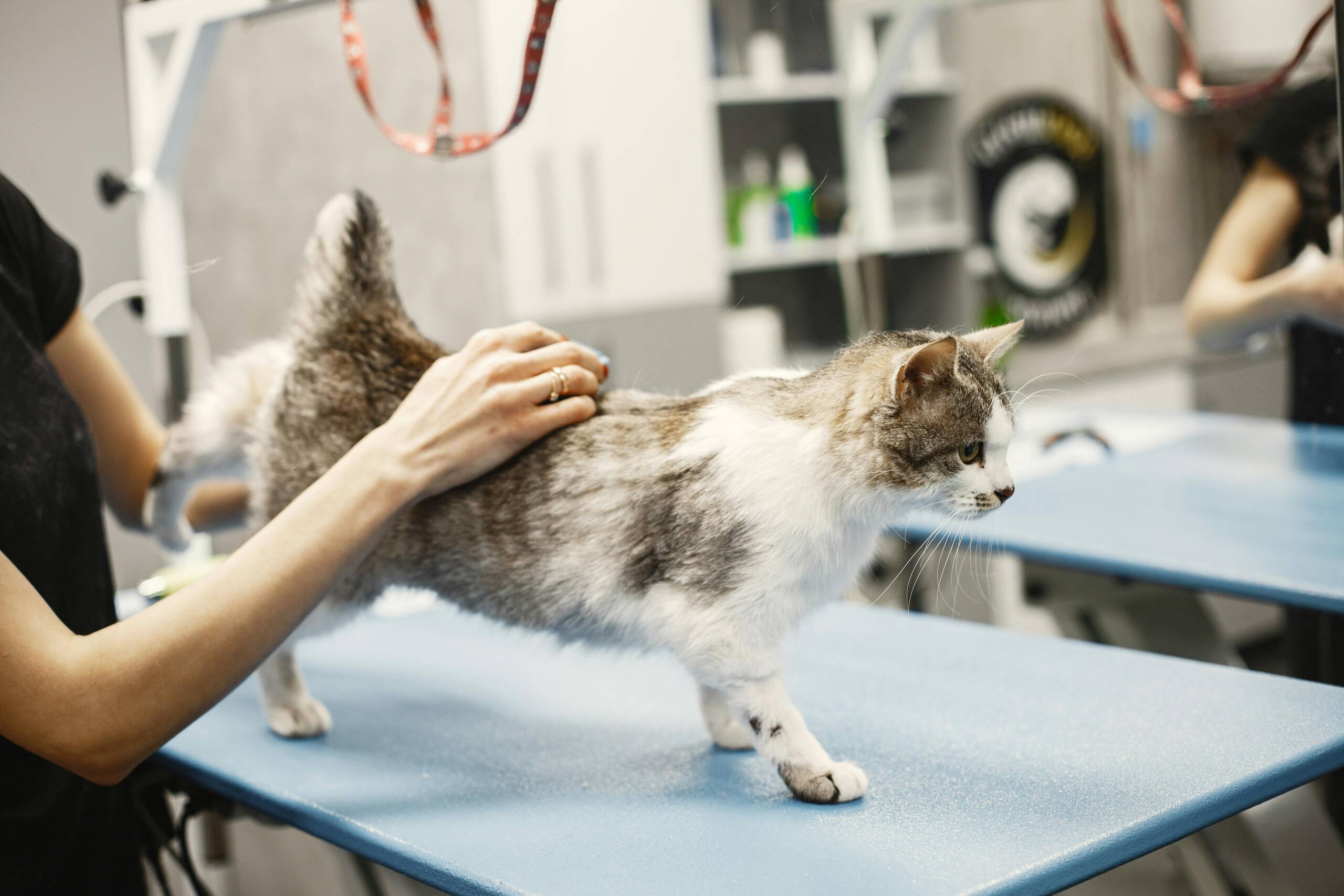 Requisitos y Formación Necesarios para Estudiar Auxiliar de Veterinaria