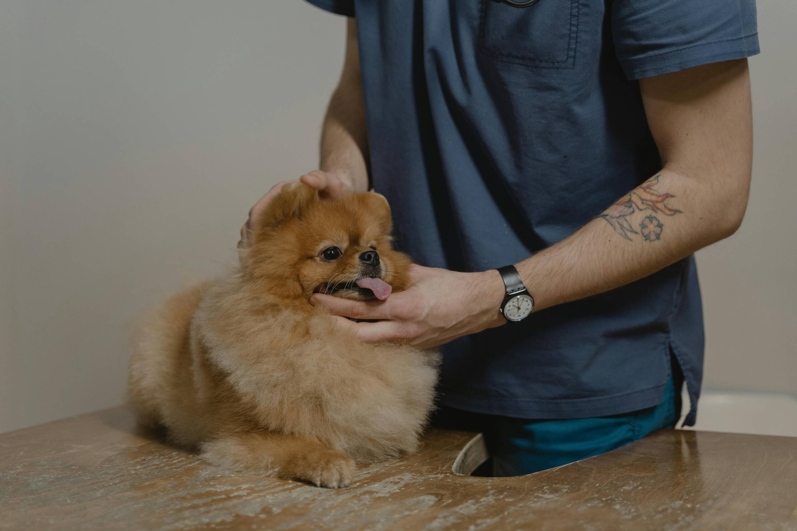 que es atv veterinaria
